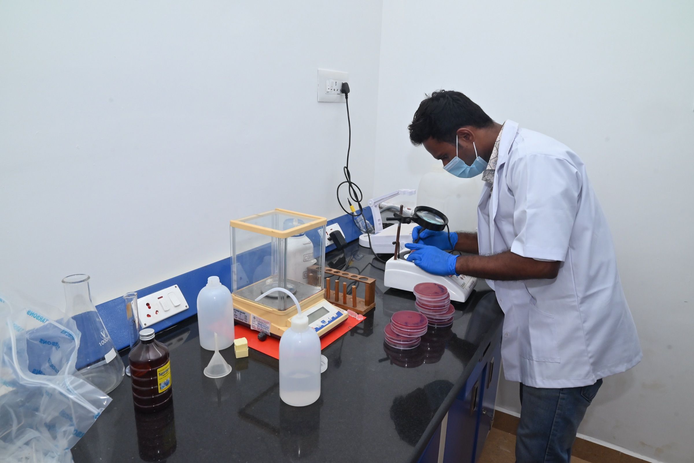 Microbiologist counting colonies on petri dishes